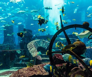 Билеты в аквариум (Dubai mall) - Дубай (DXB), ОАЭ